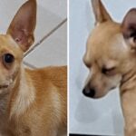 De nuevo se extravió ‘Nico’; fue visto por última vez el pasado miércoles en la Plaza Centenario.