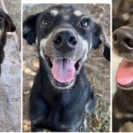 ¡’Queca’ se extravió en la Libertad!; sus dueños la quieren de regreso en casa; la extrañan mucho.