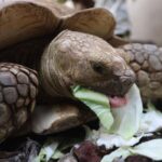 Localizan tortuga extraviada tras el paso del huracán Otis; el animal de 50 kg de peso y medio metro de largo permanecía atrapado en un refrigerador entre los escombros.