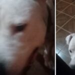 Perro pitbull ataca a vecina de Ocotillo 2; logró encerrarlo en su casa; ella se mantiene afuera del hogar por miedo, habla al 911 para pedir ayuda, pero no le hacen caso, no llega ninguna patrulla.