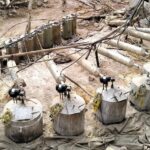 Localizan laboratorio clandestino para la elaboración de drogas clandestinas, en Alamos; operativo del día de ayre miércoles por parte de personal de la SEDENA.