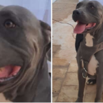Se extravió bonito cachorro Pitbull, en Empalme; sus dueños ofrecen gratificación a quien lo regrese.