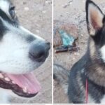 Hermoso cachorro se extravió en Guaymas Norte; sus dueños ofrecen gratificación a quien lo regrese; 662 397 51 54.