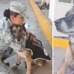 Jubilan a 34 canes que culminaron periodo de servicio en Guardia Nacional; tras cumplir más de siete años de labor serán recibidos, en donación, por familias que acreditaron las mejores condiciones para su retiro.