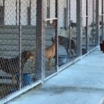 Piden actualización del Reglamento Municipal de Protección Animal; dedicado al rescate, defensa y protección de las mascotas. ha tiene más de 5 años de atraso.