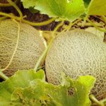 Descartan brote de salmonella en valle Guaymas-Empalme; esperan resultados de estudios en Canadá y EEUU, en donde se presentó el problema por consumir melón de esta zona.