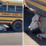 Camión se impacta contra 5 vacas; una de ellas quedó debajo de la unidad; los pasajeros se llevaron el susto de su vida.