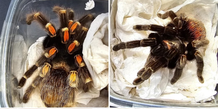 Hallan tarántula vivas en empresa de paquetería; especie que se encuentra en peligro de extinción.