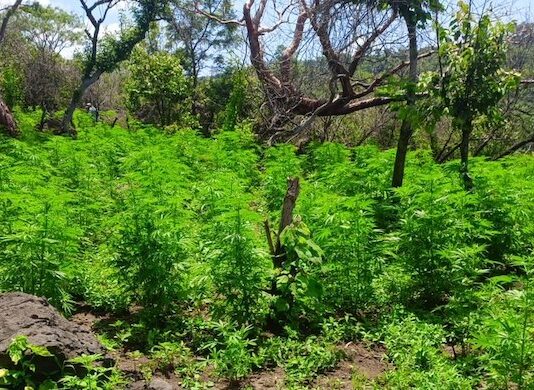 Localizan y destruyen plantíos de marihuana, en Jalisco