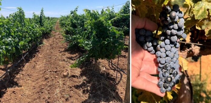 Sonora mantiene el primer lugar en producción de uva de mesa en México; la producción en 2024 es de 18.4 toneladas por hectárea.