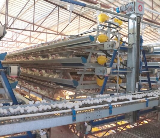 Es Sonora de los principales productores de huevo a nivel nacional