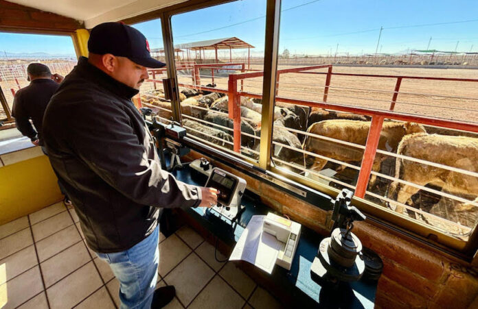 Gestiones del Gobernador Durazo reanudan en Sonora la exportación de ganado a Estados Unidos; con el paso de 400 cabezas por la frontera de Agua Prieta, para restablecer la actividad económica en beneficio del sector.