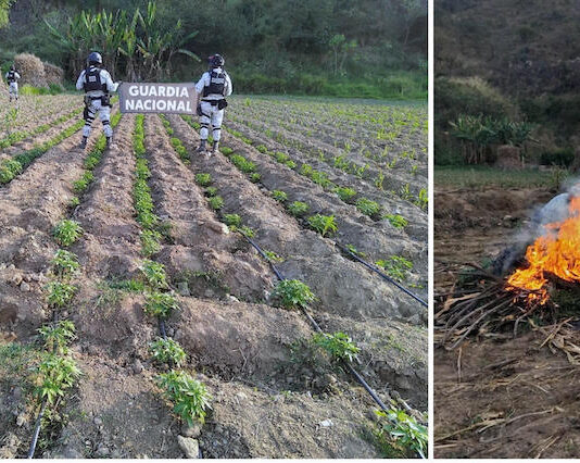 Localizan y destruyeron plantío de marihuana