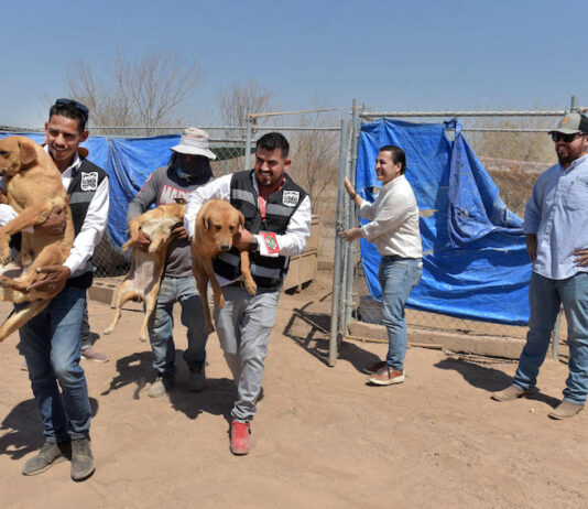 Apoya Protección y Bienestar Animal en el traslado de perros rescatados a albergue que buscan un hogar definitivo