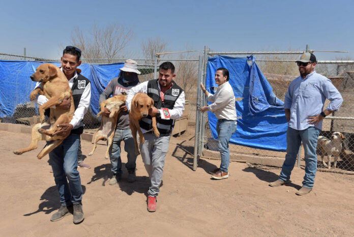 Apoya Protección y Bienestar Animal en el traslado de perros rescatados a albergue que buscan un hogar definitivo; para darles una mejor calidad de vida, la organización “Vidas con Causa” lleva a nuevas instalaciones de su albergue a más de 40 canes en espera de ser adoptados.