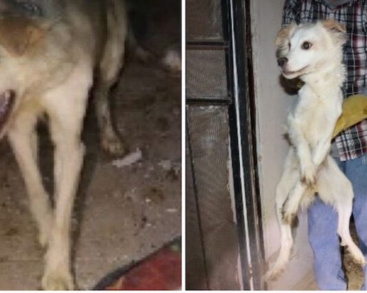 Rescatan 15 canes y localizan tres sin vida