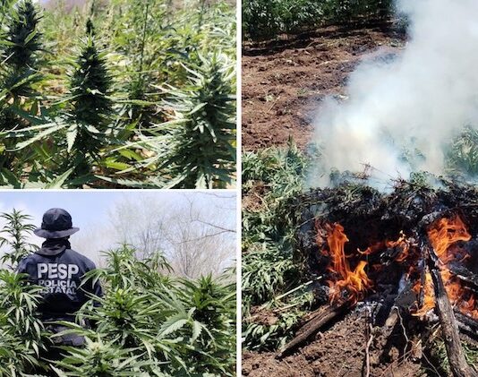 Detectan y destruyen más de 22 toneladas de marihuana
