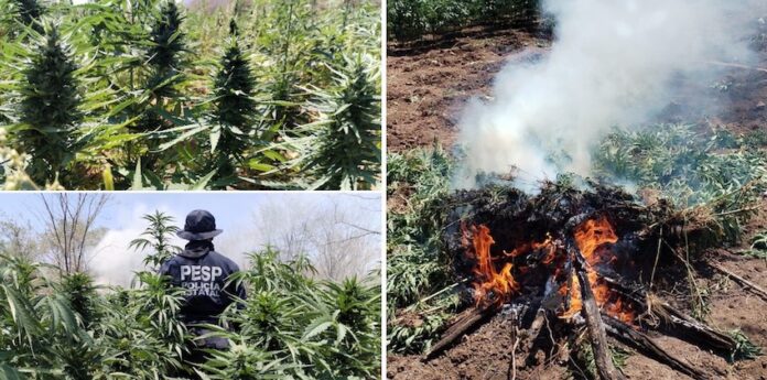 Detecta y destruye Gobierno de Sonora más de 22 toneladas de marihuana; estas acciones se realizaron en el marco del Protocolo de Seguridad en la Zona Fronteriza México–USA.