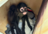 Decomisan dos ejemplares de mono araña
