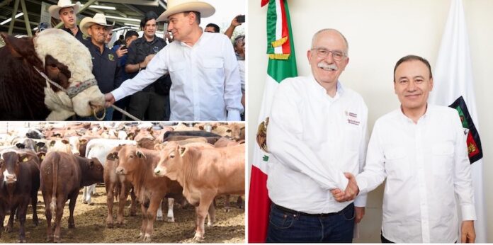 Logra Gobernador Durazo regularizar el ritmo de exportación de ganado a Estados Unidos; con las gestiones del gobernador Alfonso Durazo, se ha logrado la regularización del cruce de ganado por los puntos fronterizos hacia Estados Unidos.