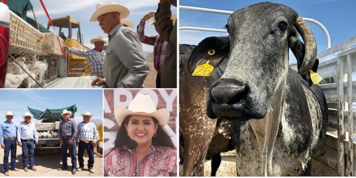 Lleva Gobierno de Sonora maquinaria y apoyos a la sierra alta; en beneficio de los pobladores de Bavispe, Nácori Chico, Bacerac, Villa Hidalgo y Huachinera.