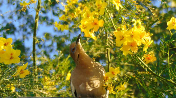 Cierra con éxito Concurso de Fotografía 'El Sol del Desierto'; son 146 participantes para definir la mejor fotografía del árbol de Palo Verde.