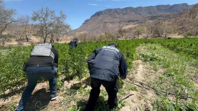 #ÁLAMOS Localizan y destruyen 21 toneladas de marihuana en Álamos; es el octavo plantío puesto al descubierto por autoridades de seguridad en lo que va del año 2025.