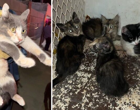 Rescatan a felinos en cateo por maltrato animal en Caborca