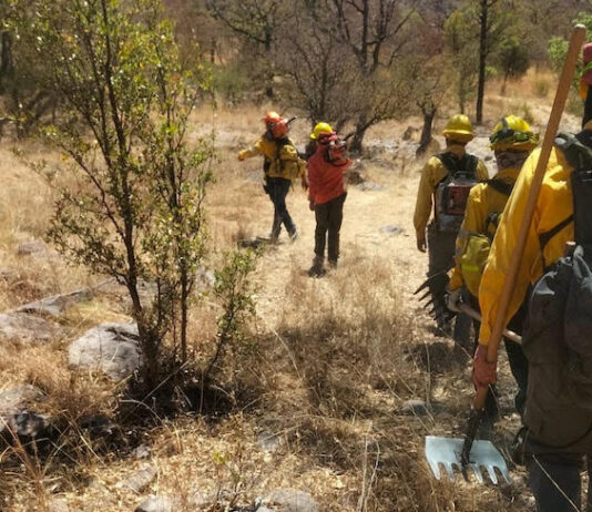 ¡Logran sofocar incendio forestal en Yécora!