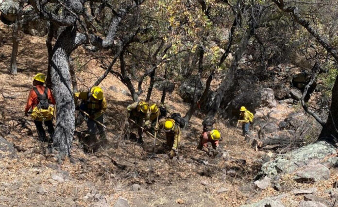 #ARIZPE Combaten incendio forestal en Arizpe; es el único siniestro de esta naturaleza en territorio estatal actualmente.