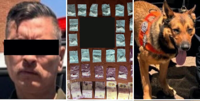 #HERMOSILLO Binomios caninos detectan narcótico durante operativo en Hermosillo; en la colonia Las Quintas se detuvo a José Luis “N”.