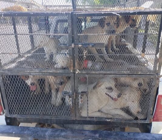 Rescatan a 25 canes en cateo por maltrato animal en SLRC