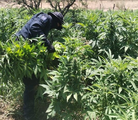 Destruyen más de 72 toneladas de marihuana en Álamos