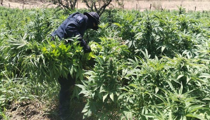 #ALAMOS Destruyen más de 72 toneladas de marihuana en Álamos; en lo que va del año, se han eliminado más de 141 toneladas en 13 plantíos.