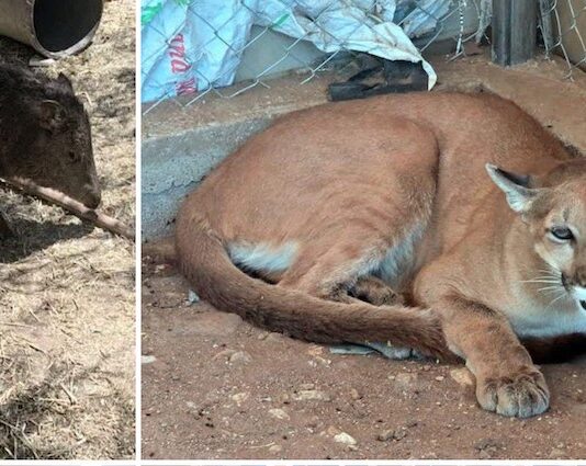 Aseguran armamento, droga y animales exóticos