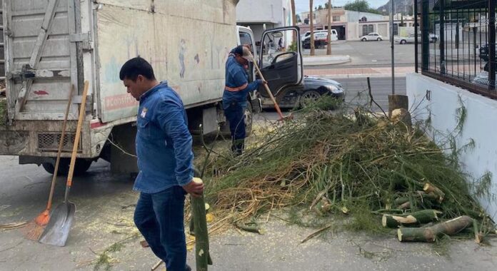#Hermosillo Mantienen tareas operativas y atención a la ciudadanía en vacaciones; llevan a cabo el retiro de los árboles derribados por reciente lluvia, que representan un riesgo para los hermosillenses.