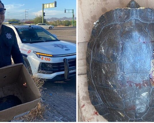 Rescata Policía a tortuga lesionada de su caparazón