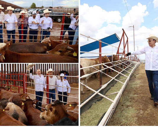 Gobernador Durazo reanuda exportación de ganado a Estados Unidos