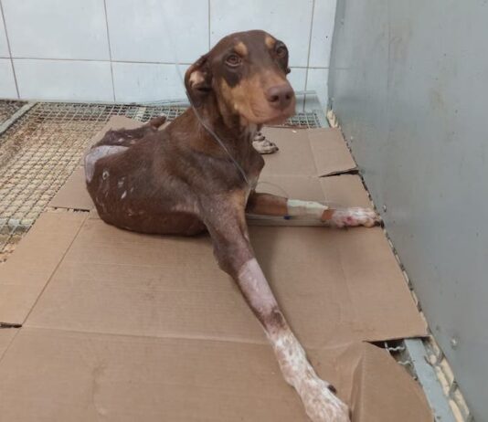 Muere ‘Esperanza’, perrita baleada en Culiacán