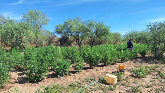 #Magdalena de Kino Hallan plantío de marihuana en Magdalena de Kino; las autoridades detuvieron a un sujeto, encargado del cultivo, quedando a disposición del Ministerio Público.
