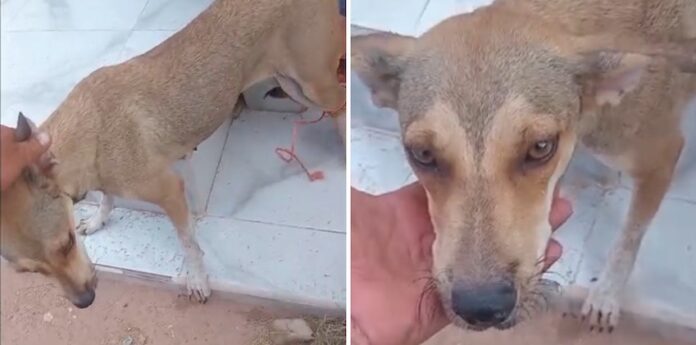 Veterinaria se ofrece atender a perrita abandonada amarrada en el Panteón; en redes sociales Econo-Vets Empalme ha solicitado le lleven a la cachorrita para atenderla de las heridas que presenta.