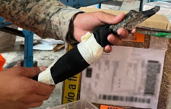 #Nacional Rescatan a cocodrilo de medio metro; fue localizado en una empresa de paquetería, en el Aeropuerto de Tijuana.