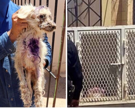 Rescatan a canino en situación de maltrato