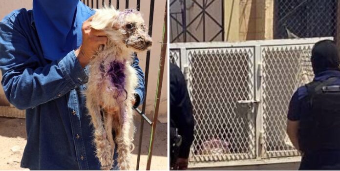#Caborca Rescatan a canino en situación de maltrato; realizan cateo en una vivienda de la colonia Palma, de Caborca.