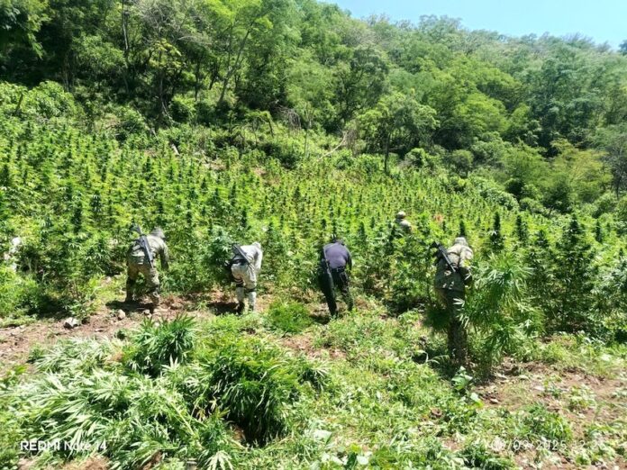 #Chihuahua Localizan y destruyen plantío de marihuana; sembradío ubicado en el poblado de Cieneguitas de Rodríguez, de Chihuahua.