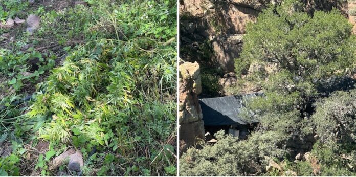 #Chihuahua Hallan y destruyen 6 plantíos de marihuana; operativos militares llevados a cabo en el municipio de Casas Grandes; no hay detenidos.