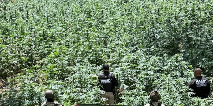 #Cananea Localizan y destruyen plantío de marihuana en Cananea; sembradío de aproximadamente mil 189 metros cuadrados, con plantas de casi metro y medio de altura.