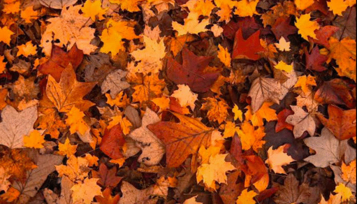 ¡Llega el Otoño!; la estación más hermosa del año que nos brinda días más frescos, y colores mágicos.