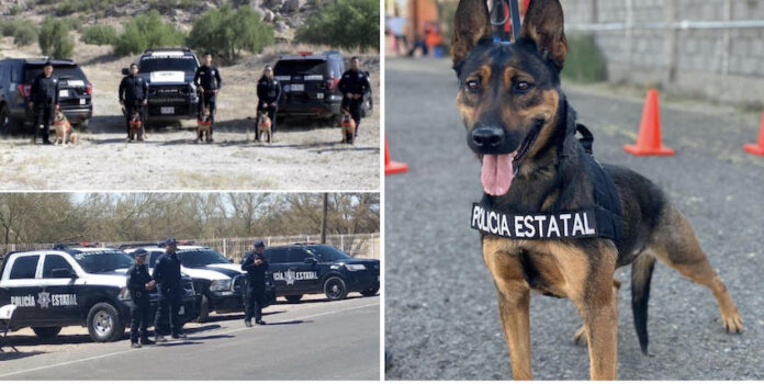 Cuenta Gobierno del Estado con Unidad Especializada K-9; fortalecen estrategias de prevención y combate al delito en Sonora.