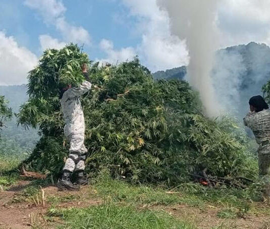 Hallan plantíos de marihuana con extensión de 14,600 metros cuadrados